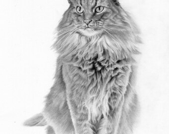 Custom pet portrait - Graphite pencil drawing
