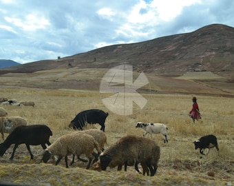 Peruvian Sheep Herder, Photography, Peru