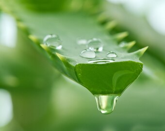 ALOE VERA Gel-100% Pure Organic -The ONLY After-Microdermabrasion Moisturizer- Relieve Acne/Eczema/Psoriasis/Blemishes -AntiAging- Free Ship
