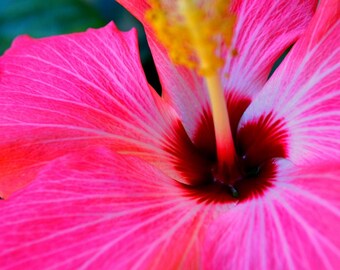 Hot Pink Hibiscus Wall Art - Botanical Photograph 8x10