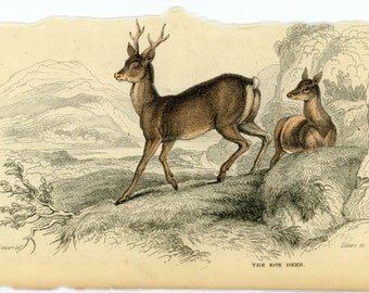1845 roe deer original antique hand coloured engraving animal print