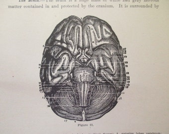 1916 MEDICAL CHART from antique medical book - brain