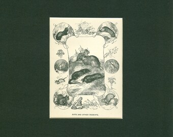 1870 Wild Animal Rats and Other Rodents Natural History Antique Print