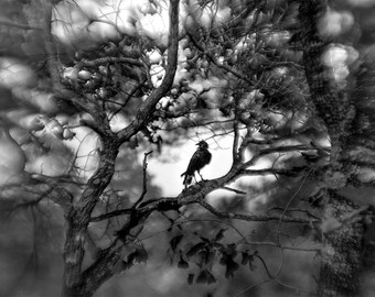 Landscape, Crow, Raven, Black and White, Photograph, Wall Art, Print