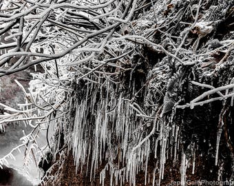 After the Ice Storm
