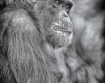 Monkey Fine Art Photograph