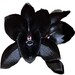 BLACK ORCHIDS Candle Soap Making Fragrance Oil, Diffusers, Aromatherapy, Lotions, Creams, Body Products, Oil Burners
