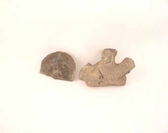 Fossil Shells, Bryozoan and Clam