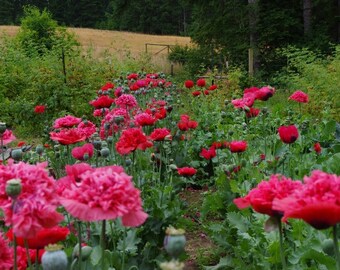 Poppy seeds, P. somniferum red