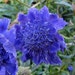 35+ Dark Blue Pincushion Scabiosa / Perennial Flower Seeds