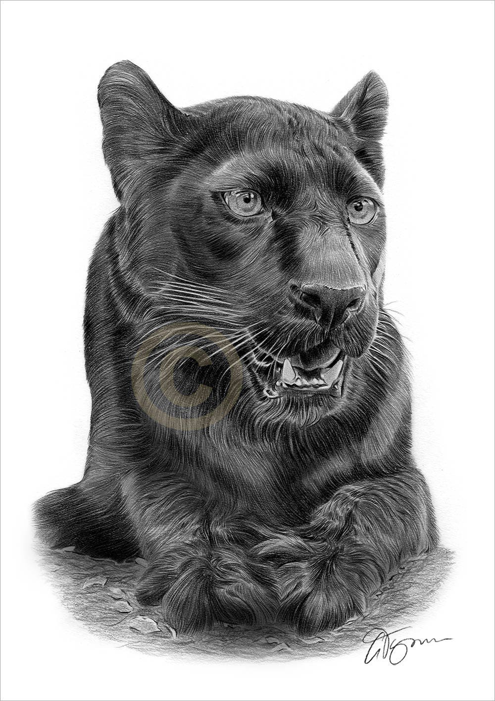 13+ Black Panther Animal Drawing Pencil