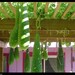 Asian Vegetable seeds mottled bottle gourd,Calabash,,melon, bầu sao seed