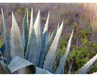 Nature Photograph - Succulent Photograph - Flower Photograph - Agave Morning - Fine Art Photograph - Alicia Bock - Green - Floral Art