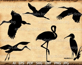 Vector BIRDS, AI, eps, pdf, svg, dxf, png, jpg files Download, collection, models library, discount coupons