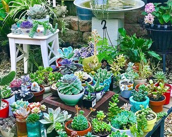 300 Mixed Succulent Seeds - 24 Kinds Succulents, Lithops, Living Stones Seeds, Rare Succulents, Potted Plant, Seeds, Garden Decor
