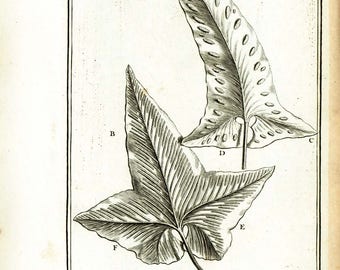 1797 Antique Fern Leaf Print, Botanical wall art,