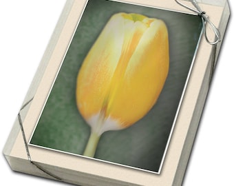 Tulips -- Boxed set of 4 different colors