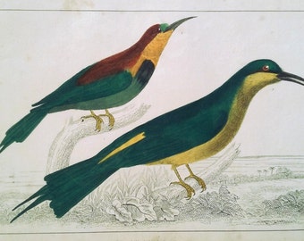 1850, Original Hand-Colored Lithograph, Antique Bee-eater Birds Print, Goldsmith, Fullarton, Vintage Bird Ornithological Print