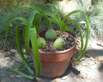 Albuca bracteata (Pregnant Onion) 5 Bulbils 1ALBRB