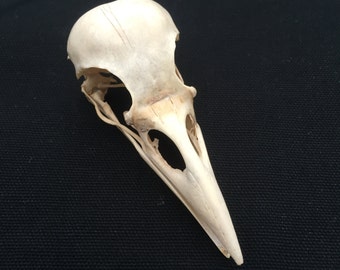 A Genuine Wild English Carrion Crow Skull and a few Crow feathers