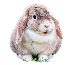 Moments In Time Lop Ear Bunny Digitall Overlay