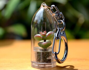Live Succulent Keychain // Baby's Necklace Succulent Terrarium Keychain