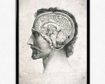 Anatomy Head and Brain Vintage Print - Anatomy Poster - Anatomy Art - Anatomy Picture - Wall Art - Office Decor - Office Art - Doctor Decor
