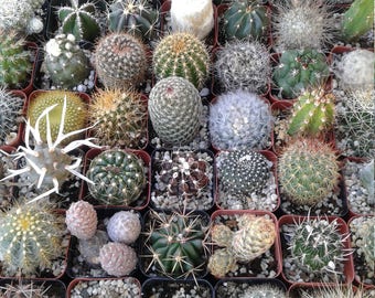 2" Cactus COLLECTION assorted (36 pieces)