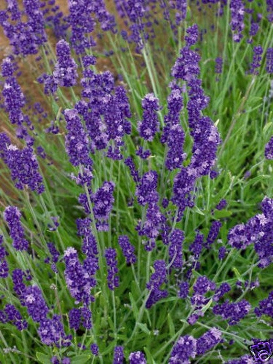 Lavender English Angustifolia-Vera 200 seeds