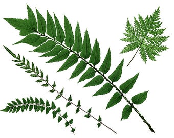 Fern, Redoute, Flower Clipart, Botanical Clipart
