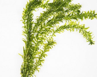 5 Bunches of Elodea Densa