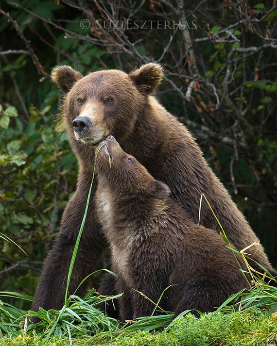 Mother And Baby Animals MOM BABY BEAR Photo Print