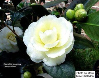 Camellia japonica 'Lemon Glow' (Quart Pot)