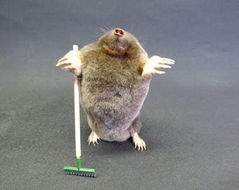 Taxidermy Gardening Mole (log no:222) Holding A Garden Rake. Height 10cm. Small Mammal.