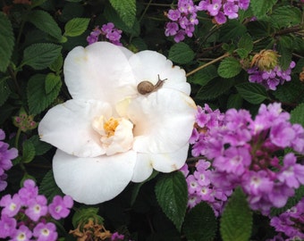 Tiny Snail on Flower