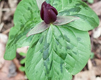 40 Toadshade Trillium Bulbs(Sessile Trillium)