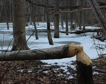 Downed Tree by Beaver Canvas Picture