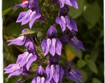 Lobelia siphilitica 'Great Blue Lobelia' 300+ SEEDS