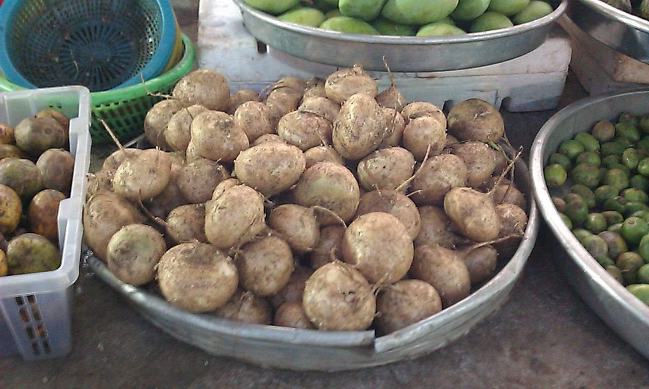 Jicama Pachyrhizus erosus Yam Bean Mexican Turnip 10 seeds