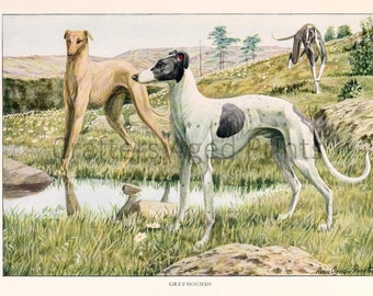 Greyhounds Colored illustration by Louis Agassiz Fuertes from a Vintage 1927 Book Page