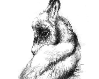 Baby donkey | Limited edition fine art print from original drawing. Free shipping.