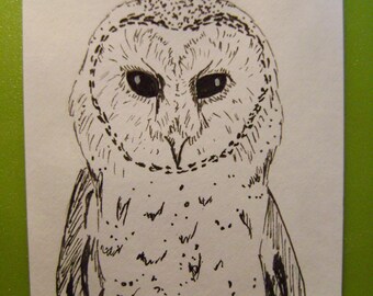 Barn Owl