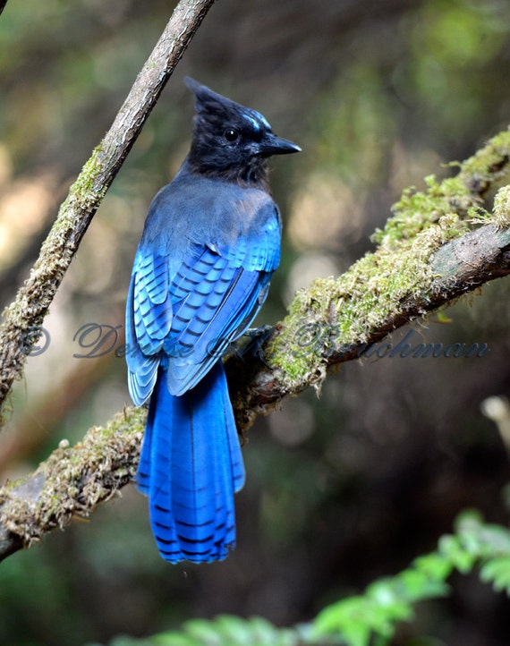 Male Blue Bird Stellar Jay