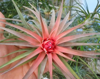 Tillandsia Velutina Air Plant