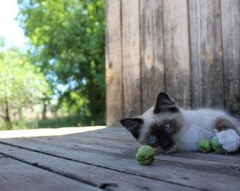 Farm Kitty - Barn Cat Print