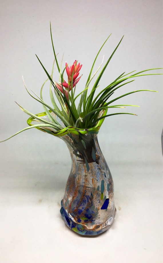 Hand blown glass jellyfish vase with living air plant , bromeliad