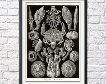 ERNST HAECKEL PRINT Vintage Scientific illustration Coral Nautical antique nature beach house decor wall art print, poster