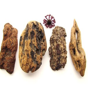 Driftwood Bundle (Darker coloration and interesting shape variety!) from the Falls of the Ohio #W004