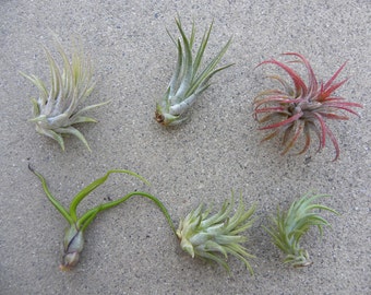 3,5,10 small, med, lrg Air Plant Variety Pack, Succulent Air Plant Terrarium Plants Wholesale Air Plants Wedding Favors, Tillandsia Airplant