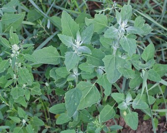 2000 Seeds Chenopodium album , fat hen, lamb's quarters, white goosefoot Seeds,